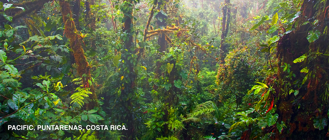 The Monteverde Cloud Forest Reserve is a Costa Rican reserve located along the Cordillera de Tilarán within the Puntarenas and Alajuela provinces.